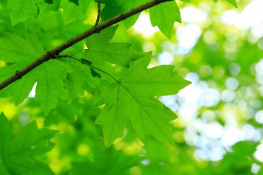 yeşil yapraklar arkaplan