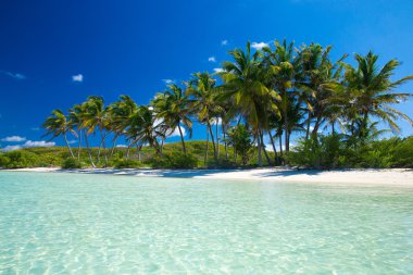 plaj ve tropikal deniz