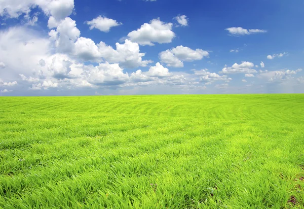 Sky och gröna fält — Stockfoto