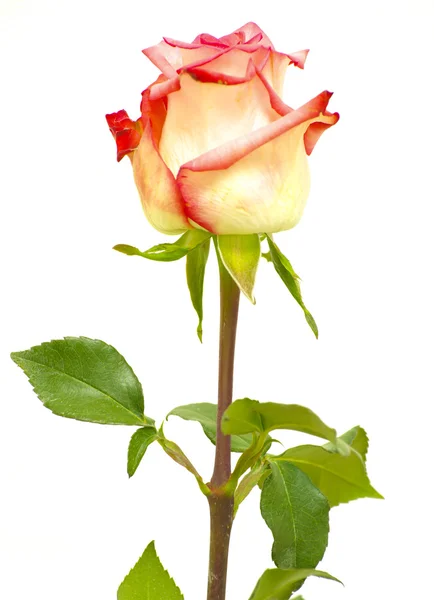 Piękna róża na białym tle — Zdjęcie stockowe