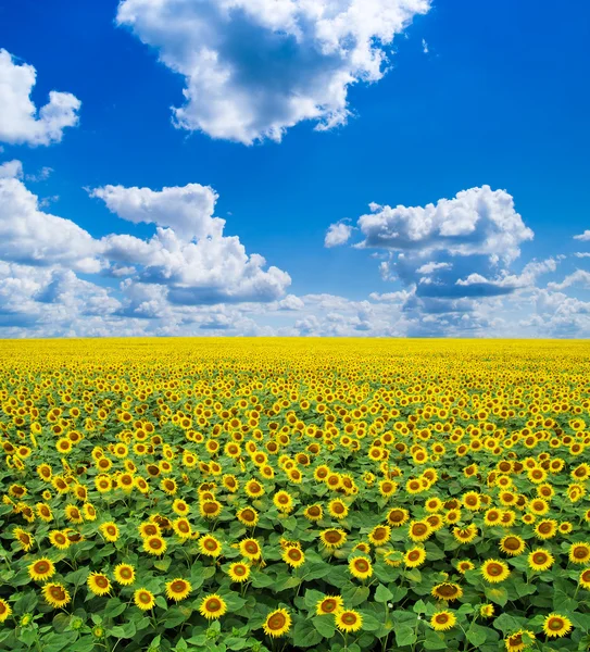 Bloeiende gebied van zonnebloemen — Stockfoto