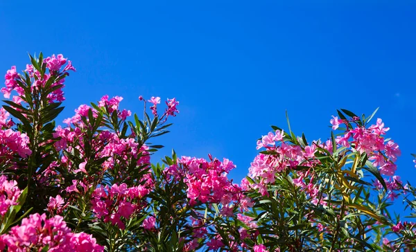 Flores rosadas en el cielo — Foto de Stock