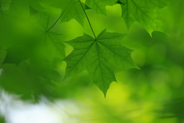 Green leaves  background — Stock Photo, Image