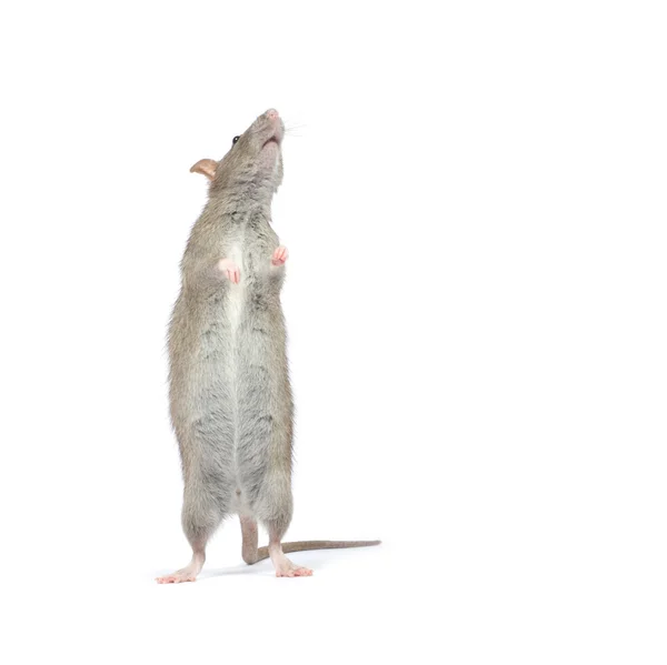 Ratto animale isolato — Foto Stock