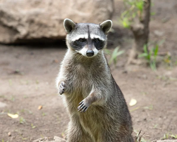 Raccoon animal staring intently — Stock Photo, Image