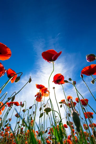 Roter Mohn auf Getreidefeld — Stockfoto