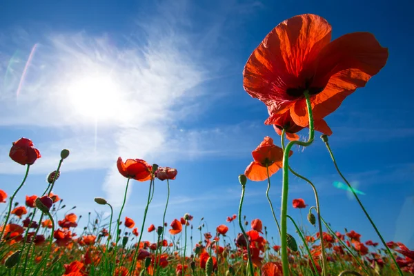 Coquelicots rouges sur le champ de céréales — Photo