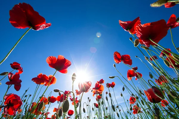 Red poppies on cereal field — Stock Photo, Image