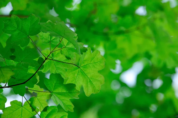 Folhas verdes fundo — Fotografia de Stock