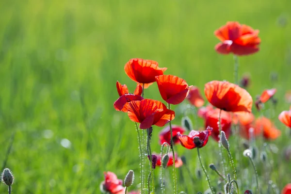 Fiori di papaveri rossi — Foto Stock