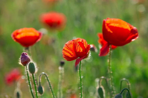 Rode papavers bloemen — Stockfoto