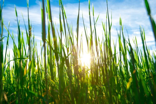 Hintergrund mit grünem Rasen — Stockfoto