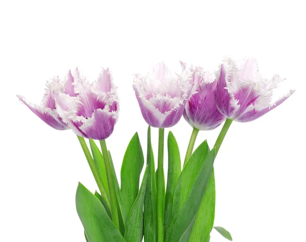 Hermosas flores tulipanes — Foto de Stock