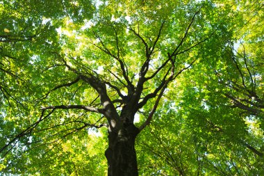 sabah güneşi yeşil ormanın içinde