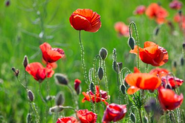 haşhaş kırmızı çiçekler