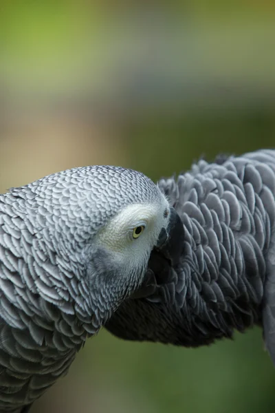 Papugi ptaki na charakter — Zdjęcie stockowe
