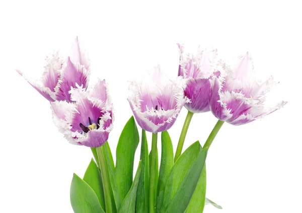 Hermosas flores tulipanes — Foto de Stock