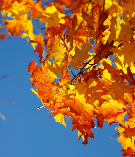 Autumn leaves background Royalty Free Stock Images