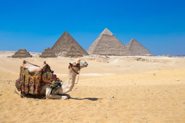 camel and Giza in Cairo, Egypt.