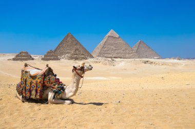camel and Giza in Cairo, Egypt. clipart