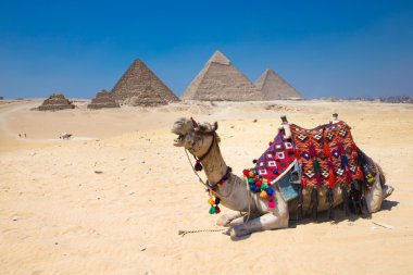 camel and Giza in Cairo, Egypt.