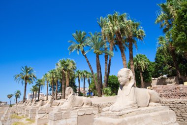 Luxor Amun Tapınağı.