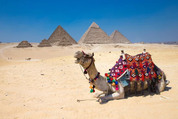 Camel and Giza in Cairo, Egypt. — стокове фото