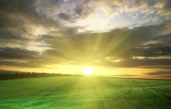 Agricultural green field — Stock Photo, Image