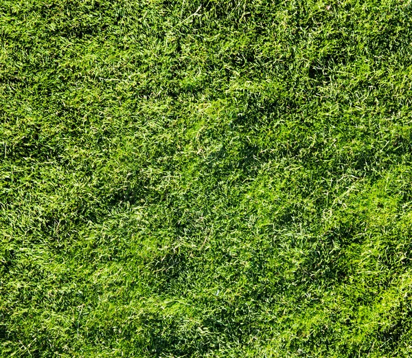 Gras textuur van veld — Stockfoto