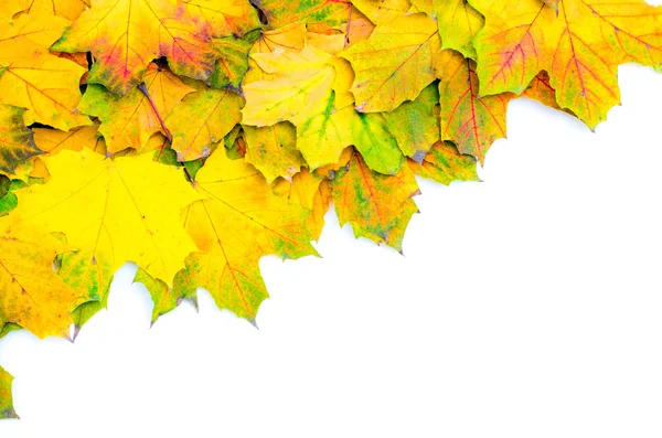 Groep oranje Herfstbladeren — Stockfoto