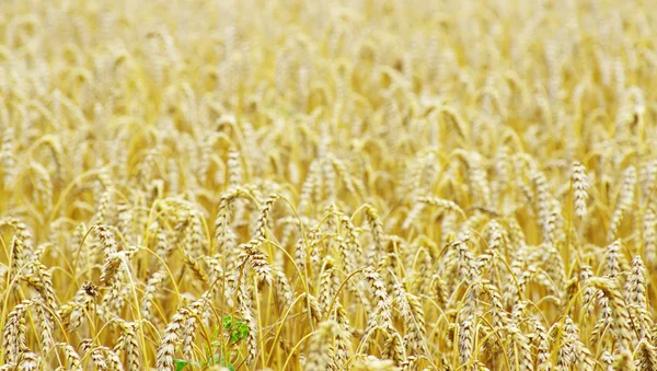 Grano amarillo listo para la cosecha — Foto de Stock