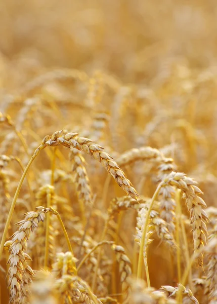 Grain jaune prêt pour la récolte — Photo