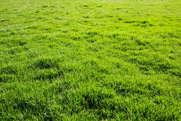 Текстура трави з поля — стокове фото