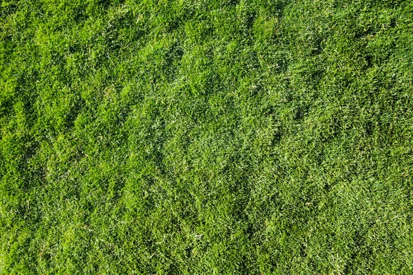 Textura de hierba del campo —  Fotos de Stock