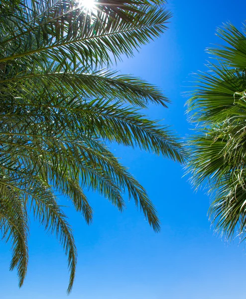 Palm trees on  sky — Stock Photo, Image