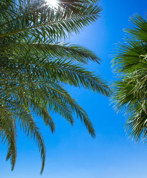 Palm trees on  sky Stock Photo