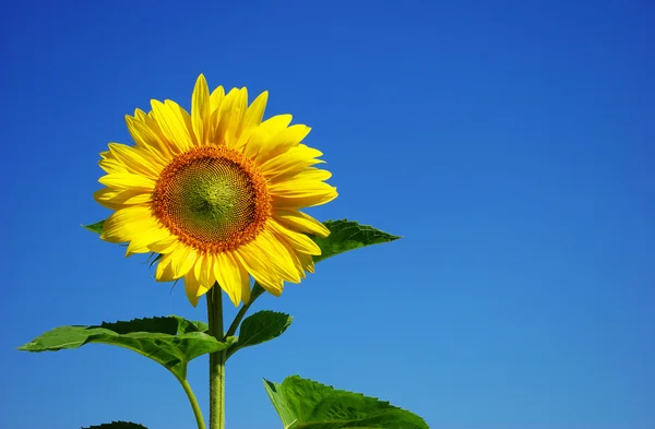 Gul solros och blå himmel — Stockfoto