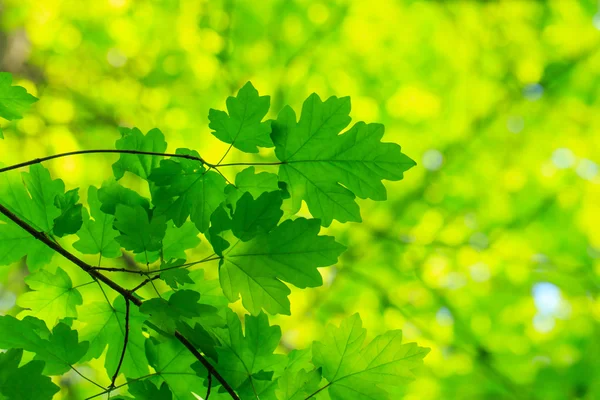 Yeşil yapraklar arkaplan — Stok fotoğraf