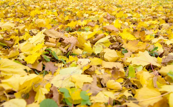 Autunno foglie sfondo — Foto Stock