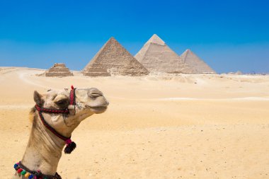 deve Giza Cairo, Egypt.