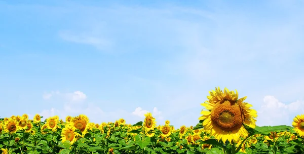 Sunflowers field and  sky — Stok Foto