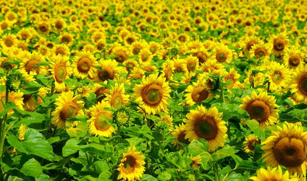 Campo fiorito di girasoli — Foto Stock