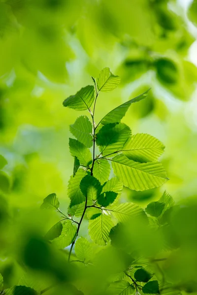 Grüne Blätter Hintergrund — Stockfoto