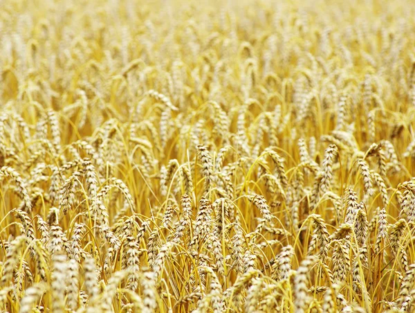 収穫の準備ができている黄色の穀物 — ストック写真