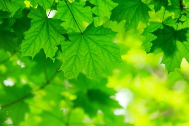 yeşil yapraklar arkaplan