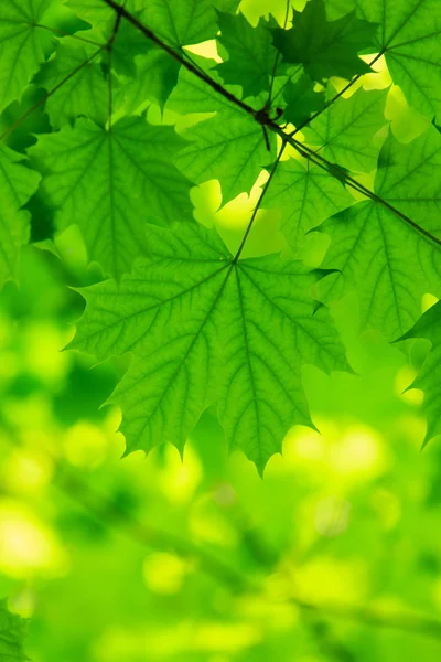 Green leaves background — Stock Photo, Image