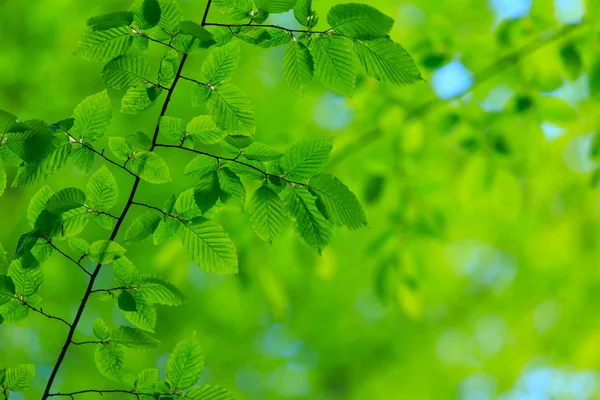 绿色叶背 — 图库照片