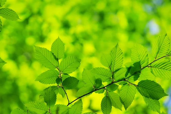 Hojas verdes fondo — Foto de Stock