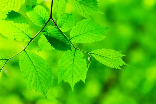 Green leaves background — Stock Photo, Image