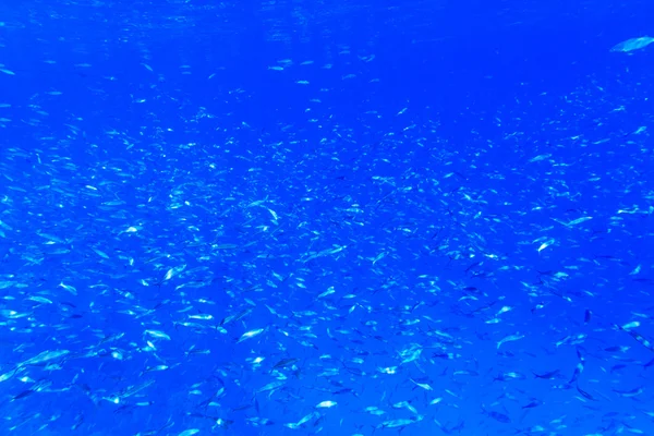 Спокойная подводная сцена — стоковое фото
